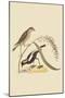 Ricebird-Mark Catesby-Mounted Art Print