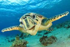 Green Sea Turtle Feeds on Large Pelagic Jellyfish-Rich Carey-Photographic Print