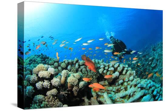 Stretched Canvas Print, , large