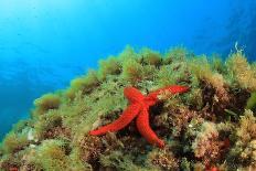 Starfish Underwater on Reef-Rich Carey-Photographic Print