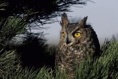 Great Horned Owl in Pine Tree, Colorado-Richard and Susan Day-Photographic Print