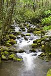 Waterfall with Ferns and Azaleas at Azalea Path Arboretum and Botanical Gardens, Hazleton, Indiana-Richard and Susan Day-Photographic Print