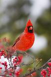 Ruby-Throated Hummingbird Male on Crimson Star Columbine, Illinois-Richard and Susan Day-Photographic Print