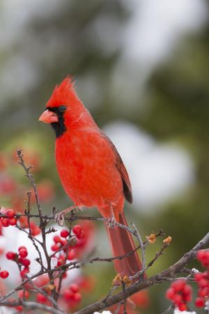 Northern Cardinal Male in Common Winterberry Bush in Winter, Marion County, Illinois
