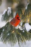 Northern Cardinal Male in White Pine Tree in Winter, Marion County, Illinois-Richard and Susan Day-Photographic Print