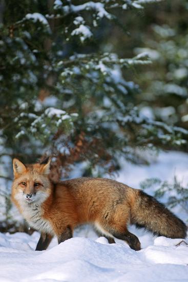 Premium Photographic Print, , large