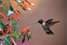 Ruby-Throated Hummingbird Female on Mckana's Hybrid Columbine, Shelby County, Illinois-Richard and Susan Day-Photographic Print