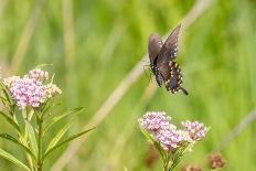 Black swallowtail caterpillar feeding on rue-Richard and Susan Day-Photographic Print