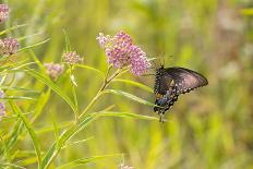 Monarch caterpillar on swamp milkweed-Richard and Susan Day-Photographic Print