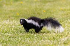 Striped skunk digging for food-Richard and Susan Day-Photographic Print