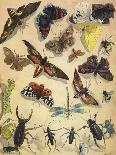 Insects-Richard Andre-Framed Giclee Print