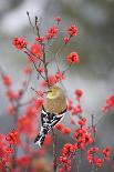 American Goldfinch in Common Winterberry, Marion, Illinois, Usa-Richard ans Susan Day-Photographic Print