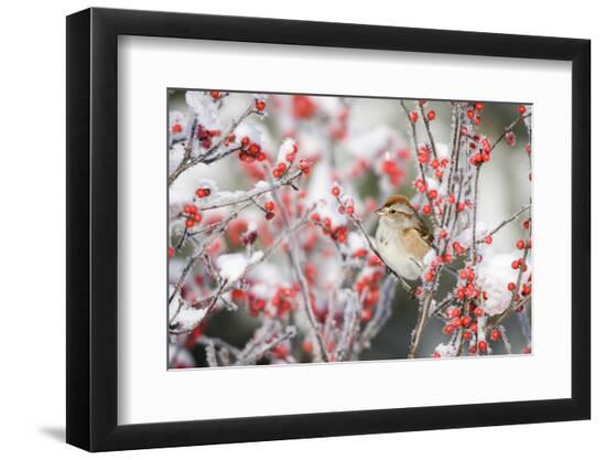 Premium Photographic Print, , large