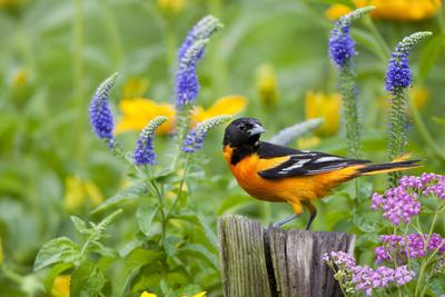 Baltimore Oriole on Post in Garden with Flowers, Marion, Illinois, Usa