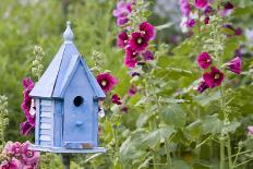 Blue Birdhouse Near Hollyhocks. Marion, Illinois, Usa-Richard ans Susan Day-Photographic Print