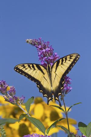 Eastern Tiger Swallowtail Butterfly on Butterfly Bush