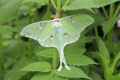 Luna Moth, Marion Co. Il