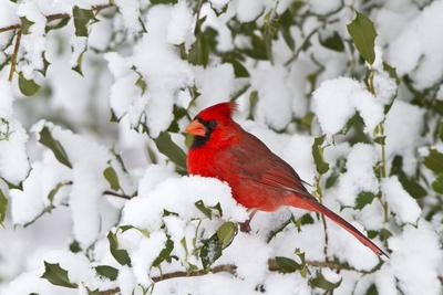 Northern Cardinal in American Holly in Winter, Marion, Illinois, Usa