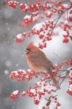 Northern Cardinal in Common Winterberry, Marion, Illinois, Usa-Richard ans Susan Day-Photographic Print