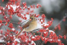 Northern Cardinal in Common Winterberry, Marion, Illinois, Usa-Richard ans Susan Day-Photographic Print