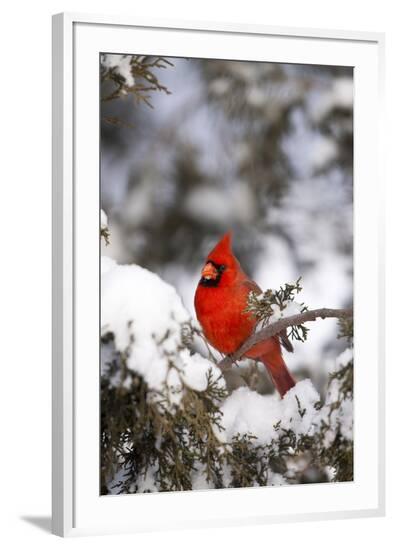 Framed Photographic Print, , large
