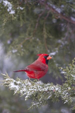 Northern Cardinal in Keteleeri Juniper Tree, Marion, Illinois, Usa