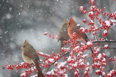 Northern Cardinals in Common Winterberry, Marion, Illinois, Usa-Richard ans Susan Day-Photographic Print