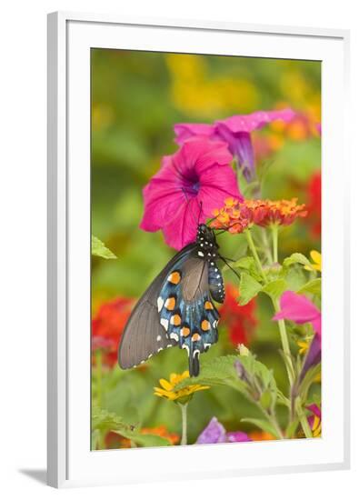 Framed Photographic Print, , large