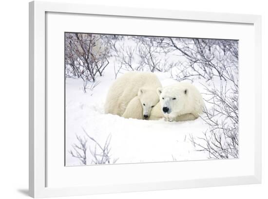 Framed Photographic Print, , large