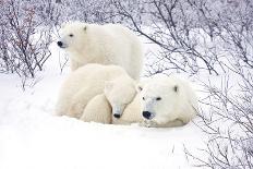 Polar Bears, Female and Two Cubs, Churchill Wildlife Area, Mb-Richard ans Susan Day-Photographic Print