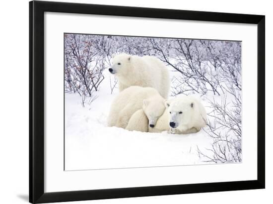 Framed Photographic Print, , large