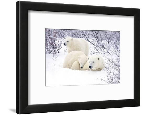 Framed Photographic Print, , large
