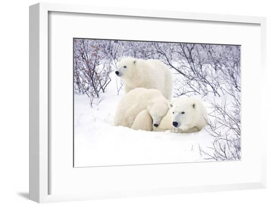 Framed Photographic Print, , large