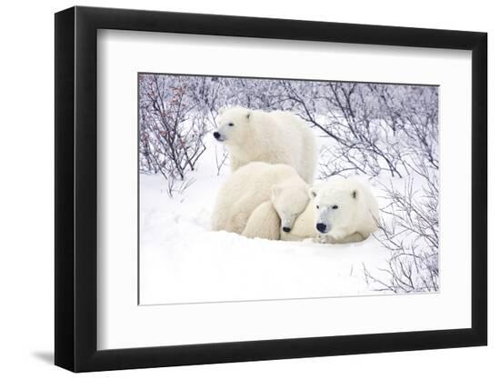 Premium Photographic Print, , large