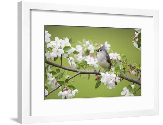 Framed Photographic Print, , large