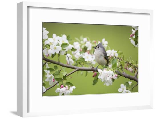 Framed Photographic Print, , large