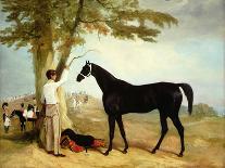 A Horse in Ceremonial Saddlecloth - the Mount of the Marquess Clanricade-Richard Barrett Davis-Framed Stretched Canvas