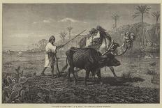 Ploughing in Lower Egypt-Richard Beavis-Giclee Print