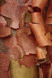 Paperbark Maple (Acer griseum) close-up of peeling bark, Glansevern Gardens, Powys, Wales-Richard Becker-Framed Stretched Canvas