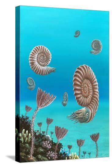Stretched Canvas Print, , large