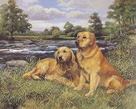 Golden Labrador-Richard Britton-Premium Giclee Print