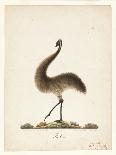 The Mountain Pheasant (Lyrebird) 1819-Richard Browne-Framed Stretched Canvas