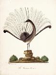 The Mountain Pheasant (Lyrebird) 1819-Richard Browne-Mounted Giclee Print