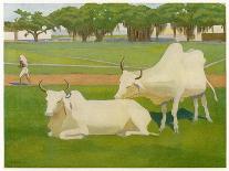 Sacred Cows, India-Richard Carline-Art Print