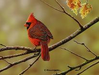 Autumn Cardinal-Richard Clifton-Giclee Print