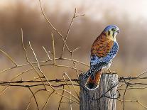 Kestrel’s Post-Richard Clifton-Giclee Print