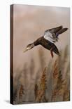 Sleepy Screech Owl-Richard Clifton-Stretched Canvas