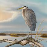 Marsh Watch - Great Blue Heron-Richard Clifton-Framed Art Print