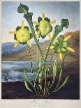 Thornton: Pitcher Plant-Richard Cooper the Younger-Framed Stretched Canvas