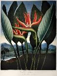 Thornton: Pitcher Plant-Richard Cooper the Younger-Framed Stretched Canvas